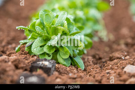 Feldsalat mit Wassertropfen Stockfoto