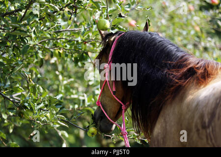Morgan mare Äpfel essen unter Apple Tree im ländlichen Animal Farm Stockfoto