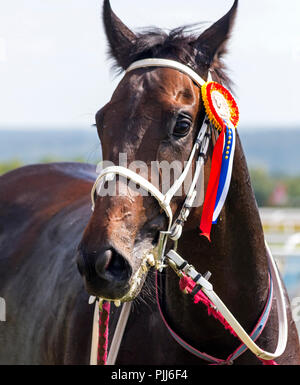 PYATIGORSK, Russland - September 02, 2018: Portrait eines reinrassigen Pferd nach dem Rennen - brauner Hengst Tempel der Bräutigam auf der Pyatigorsk Hippodrom, Stockfoto