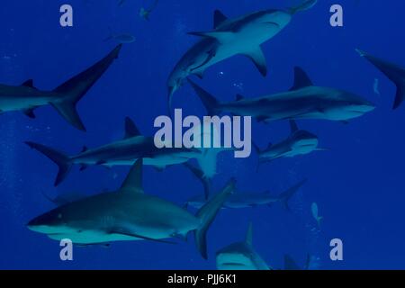 Eine Gruppe der Haie, meist Graue Riffhaie und Lemon Sharks, Schwimmen in Tiger Beach, Freeport, Bahamas. Stockfoto