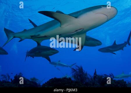 Eine Gruppe der Haie, meist Graue Riffhaie und Lemon Sharks, Schwimmen in Tiger Beach, Freeport, Bahamas. Stockfoto