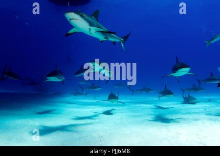 Eine Gruppe der Haie, meist Graue Riffhaie und Lemon Sharks, Schwimmen in Tiger Beach, Freeport, Bahamas. Stockfoto