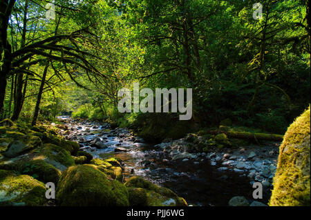 Wandern entlang Tanner Creek zu wahclella fällt in der Columbia River Gorge, Sonnenlicht Filter, die durch die Bäume und reflektiert der fließendes Wasser. Stockfoto