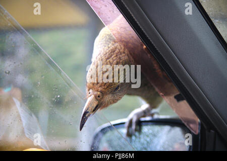 Heimat Neuseeland Kea Vogel sitzt auf dem Auto Spiegel und versuchen, innen mit scharfen Schnabel zu brechen, während Auto an Arthurs Pass Village Parkplatz geparkt ist Stockfoto