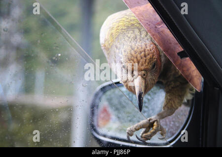 Kea Bird, das einheimische Tier der neuseeländischen Südinsel-Alpen, sitzt auf einem Autospiegel und versucht durch das Fenster einzubrechen Stockfoto