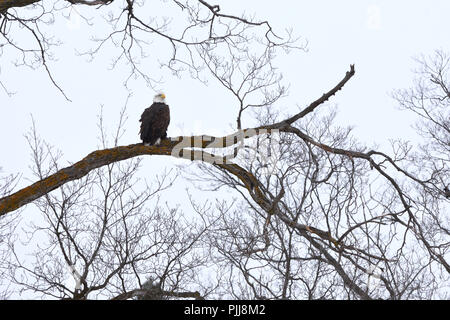 Weißkopfseeadler auf einem Zweig. Stockfoto