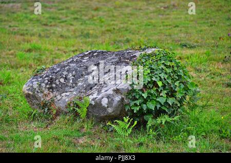 Flechten bedeckt Rock, Boulder auf Grünland, teilweise überwachsen mit Efeu, einige Farn im Vordergrund Stockfoto