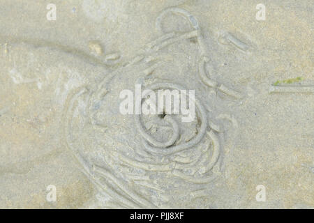 Spiralkabel Wattwurm Gussteile auf UK Strand bei Ebbe Stockfoto