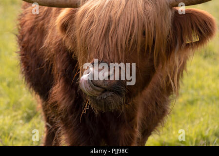 Schottische langen Mantel Highland Cattle in Fort William in der Nähe von Ben Nevis, Schottland, Großbritannien Stockfoto