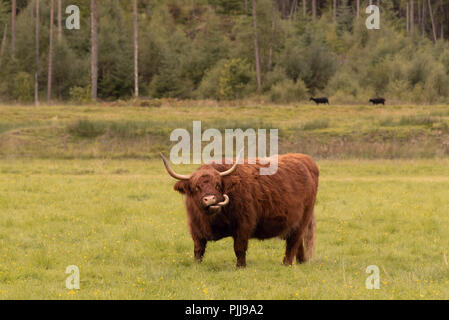 Schottische langen Mantel Highland Cattle in Fort William in der Nähe von Ben Nevis, Schottland, Großbritannien Stockfoto