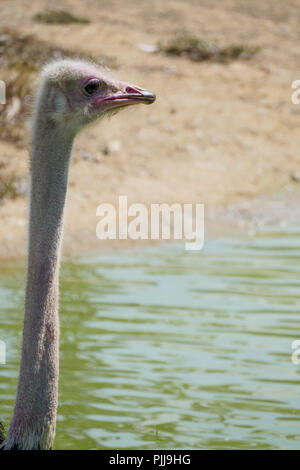 Ein Strauß aktualisiert sich selbst in eine kleine Bucht, Vögel Park, Ain, Frankreich Stockfoto