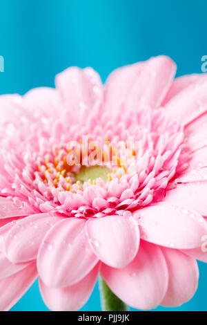 Close up Duplex Bild von Single Rosa Gerbera germini fllower in Wassertropfen vor einem blauen Pastellfarben Hintergrund Stockfoto