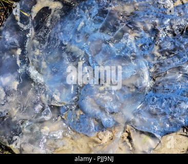 Toten weißen Qualle liegt am Schwarzen Meer, Sommer Tag Stockfoto