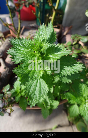 Brennnessel auch bekannt als Urtica dioica Stockfoto