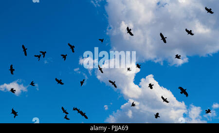 Herde von fliegenden schwarzen Vögel mit ausgebreiteten Flügeln. Cloudscape. Gruppe von hochfliegende Raben auf Blau sonnigen Himmel Hintergrund. Flauschigen weißen Wolken. Klima und Wetter. Stockfoto