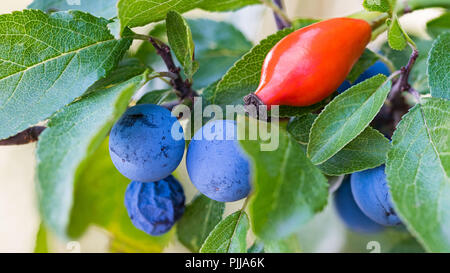 Reife schlehen Blau und Rot hip. Prunus spinosa. Rosa Canina. Wild blackthorn Zweig zu schließen. Grüne Blätter, glänzende Hagebutten. Gesunde briar Obst in der Natur. Stockfoto