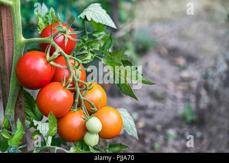 Bündel rote Tomaten in einem Gemüsebeet. Solanum Lycopersicum. Wachsende Tomaten Früchte mit grünen Blättern. In der Nähe von reifenden auf verschwommenen Hintergrund. Stockfoto