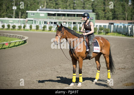 Begleiter Pony Reiter am Hastings Park Racetrack, Vancouver. Stockfoto