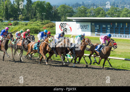 Jockeys und Pferde Racing bei Hastings Park Racetrack, Vancouver Stockfoto