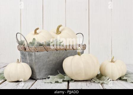 Herbst Anordnung der weißen Kürbisse und Einrichtung auf einem weißen Holz- Hintergrund Stockfoto