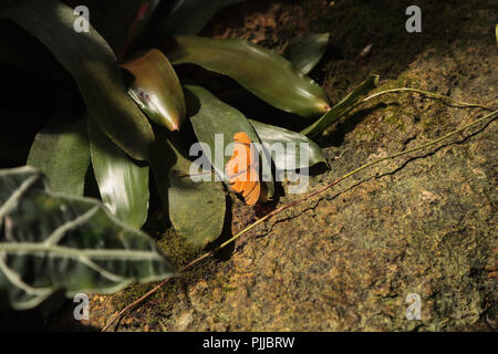 Orange Julia Schmetterling als Dryas Julia in einem botanischen Garten in Naples, Florida bekannt Stockfoto