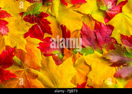 Mischung der Blätter im Herbst Stockfoto