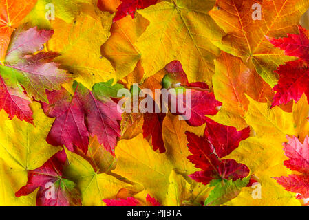 Mischung der Blätter im Herbst Stockfoto