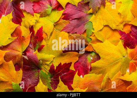 Mischung der Blätter im Herbst Stockfoto