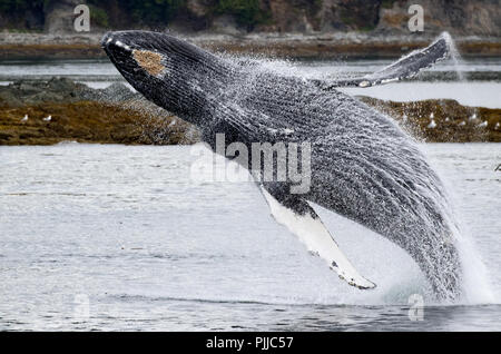 Ein Buckelwal Verstöße hoch in die Luft in der Nähe von Chatham Strait Angoon im Südosten Alaska, USA Stockfoto