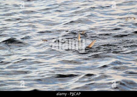 Bonefish auf die Wohnungen Stockfoto