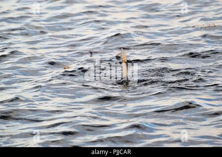 Bonefish auf die Wohnungen Stockfoto