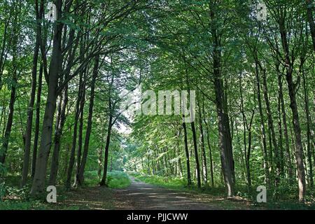 Whitwell Woods, Derbyshire, im frühen Herbst. Stockfoto