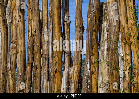 Holz Palisade, Vogelpark, Villars les Dombes, Frankreich Stockfoto