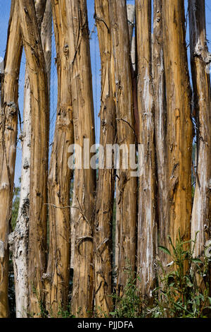 Holz Palisade, Vogelpark, Villars les Dombes, Frankreich Stockfoto