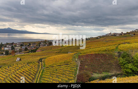 Natur, Reihen von weinbergterrassen in den berühmten Weinregion Lavaux, mit Blick auf das nördliche Ufer des Genfer See in der Nähe von Lausanne, Kanton Waadt, Schweiz Stockfoto