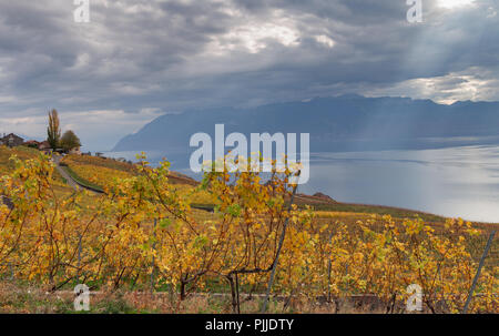 Goldenen Weinreben. Schöne Aussicht auf die Weinberge, Lavaux, bewölkter Himmel scape, Teil der Alpen und den Genfer See im Hintergrund. Kanton Waadt, Schweiz Stockfoto