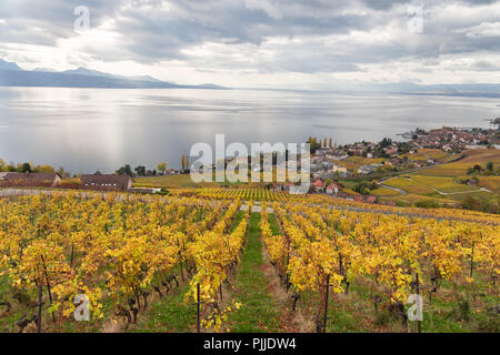 Goldenen Weinreben. Schöne Aussicht auf die Weinberge, Lavaux, bewölkter Himmel scape, Teil der Alpen und den Genfer See im Hintergrund. Kanton Waadt, Schweiz Stockfoto