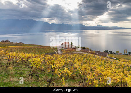 Goldenen Weinreben. Schöne Aussicht auf die Weinberge, Lavaux, bewölkter Himmel scape, Teil der Alpen und den Genfer See im Hintergrund. Kanton Waadt, Schweiz Stockfoto