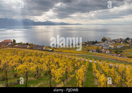 Goldenen Weinreben. Schöne Aussicht auf die Weinberge, Lavaux, bewölkter Himmel scape, Teil der Alpen und den Genfer See im Hintergrund. Kanton Waadt, Schweiz Stockfoto