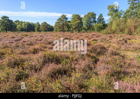 Die Smart Heide, Woking, Surrey, UK, 07. September 2018. Purple Heather Blumen in unberührte Heidelandschaft wie Smart Heath gemeinsame, Mayford, Woking, Surrey einen sonnigen Start in den Spätsommer genießt, Anfang Herbst Tag und klaren blauen Himmel. Credit: Graham Prentice/Alamy Leben Nachrichten. Stockfoto