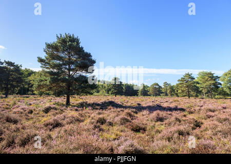 Die Smart Heide, Woking, Surrey, UK, 07. September 2018. Purple Heather Blumen in unberührte Heidelandschaft wie Smart Heath gemeinsame, Mayford, Woking, Surrey einen sonnigen Start in den Spätsommer genießt, Anfang Herbst Tag und klaren blauen Himmel. Credit: Graham Prentice/Alamy Leben Nachrichten. Stockfoto