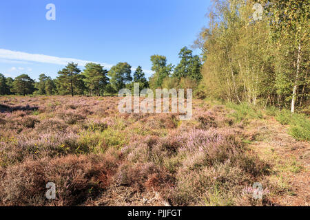 Die Smart Heide, Woking, Surrey, UK, 07. September 2018. Purple Heather Blumen in unberührte Heidelandschaft wie Smart Heath gemeinsame, Mayford, Woking, Surrey einen sonnigen Start in den Spätsommer genießt, Anfang Herbst Tag und klaren blauen Himmel. Credit: Graham Prentice/Alamy Leben Nachrichten. Stockfoto