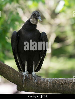 Schwarze Geier Vogel auf einem Zweig mit einem Bokeh Hintergrund anzeigen schwarzen Federn Gefieder, graues Haar in seiner Umgebung und Umwelt. Stockfoto