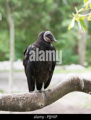 Schwarze Geier Vogel auf einem Zweig mit einem Bokeh Hintergrund anzeigen schwarzen Federn Gefieder, graues Haar in seiner Umgebung und Umwelt. Stockfoto