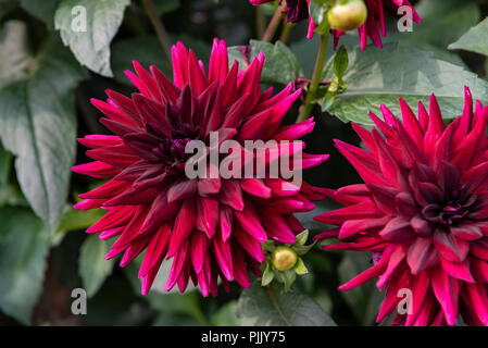 Dahlie Kennedy semi Cactus Burgund magenta Blume. Stockfoto