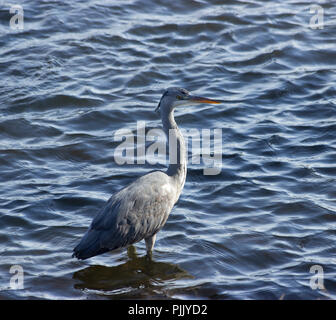 Reiher am Pen Teiche Stockfoto