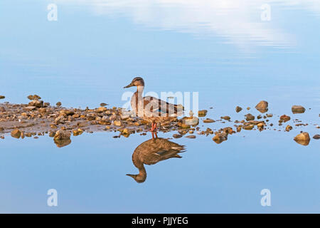 Ente am See am frühen Morgen Stockfoto