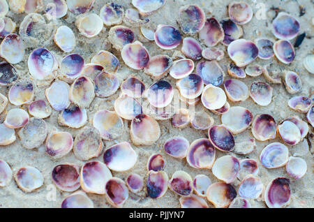 Lila weißen Muscheln auf goldenen Sand. Meer Hintergrund, der für Tapeten, Drucke, Poster verwendet werden können. Stockfoto