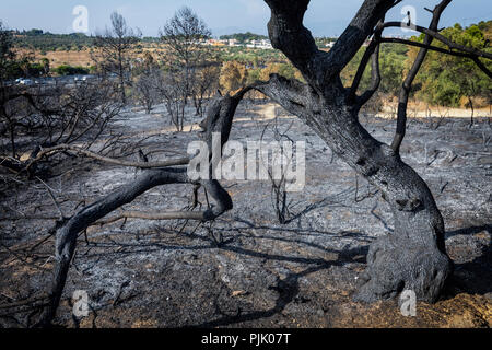 Nach einem wilden Feuer außerhalb von Torremolinos, Málaga Provinz, Spanien am 11. August 2018. Stockfoto