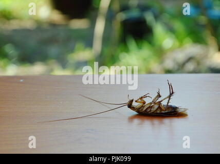 Kakerlake Tot Auf Holzboden Stockfoto Bild 217834191 Alamy